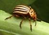 http://upload.wikimedia.org/wikipedia/commons/2/21/Colorado_potato_beetle.jpg