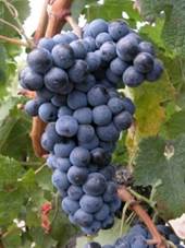 Afbeeldingsresultaat voor Bordeaux druiven merlot