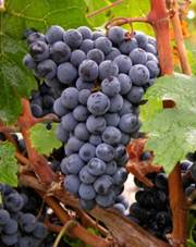 Afbeeldingsresultaat voor Bordeaux druiven Cabernet Franc